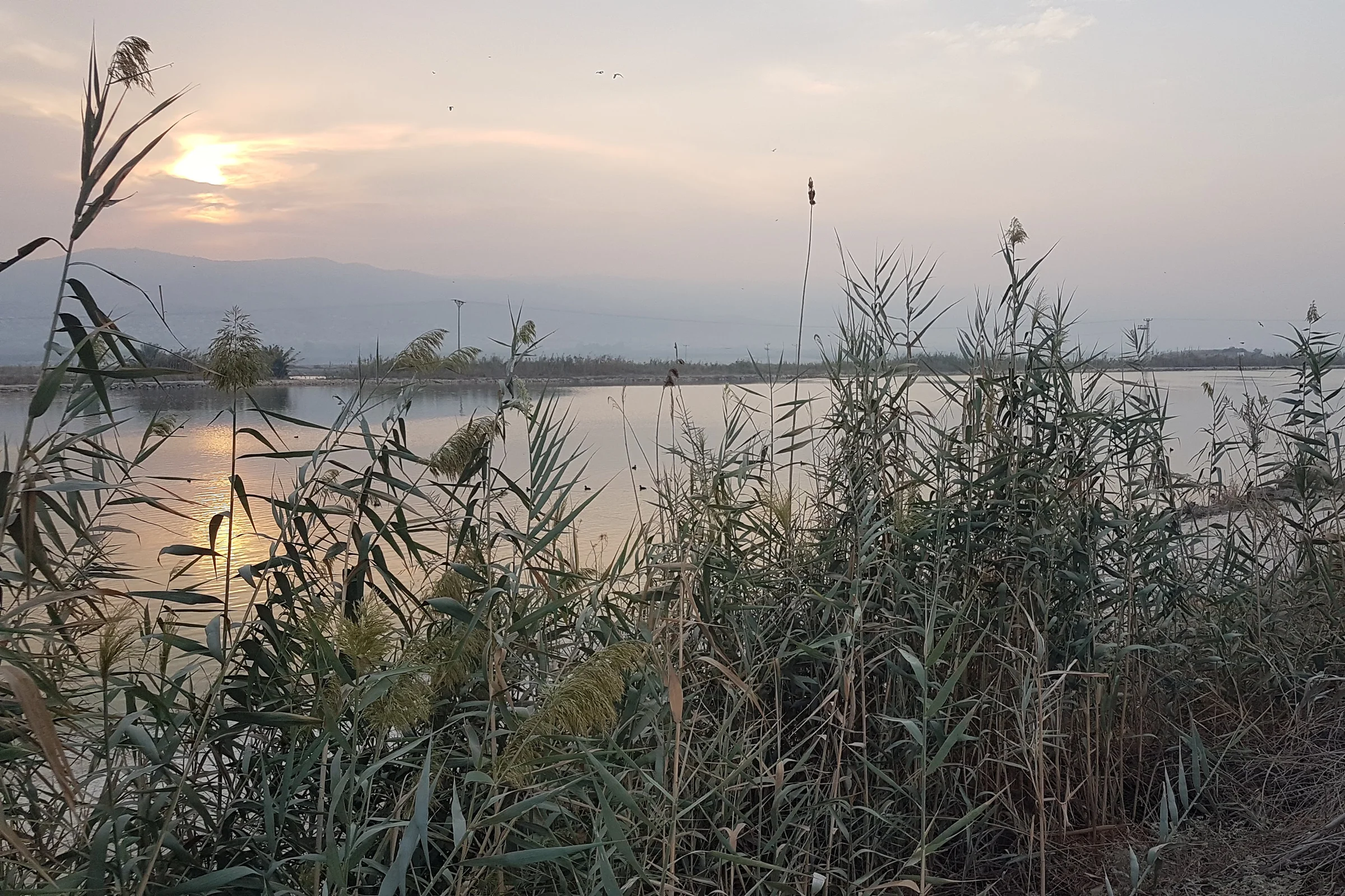 נוף מאגם בקיבוץ טירת צבי