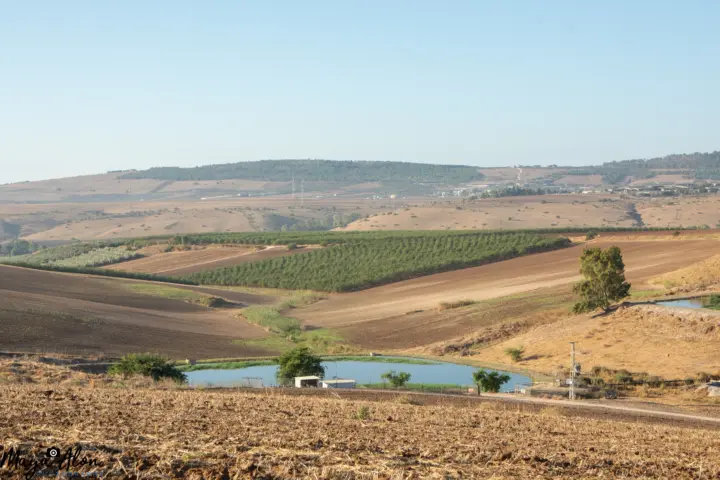 תבור
