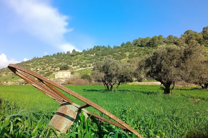 נוף של גביע עם עצים בנחל ציפורי