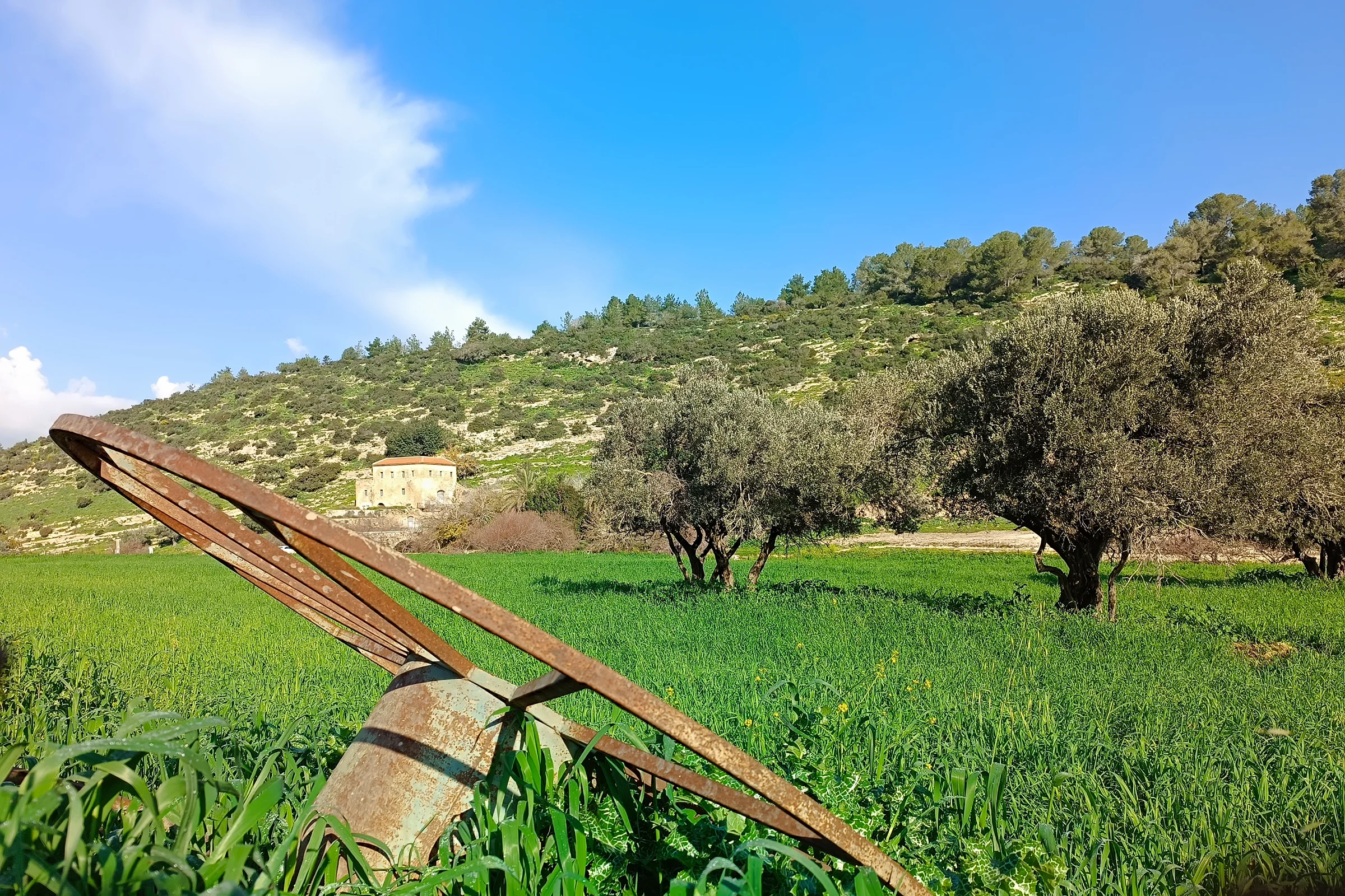 נוף של גביע עם עצים בנחל ציפורי