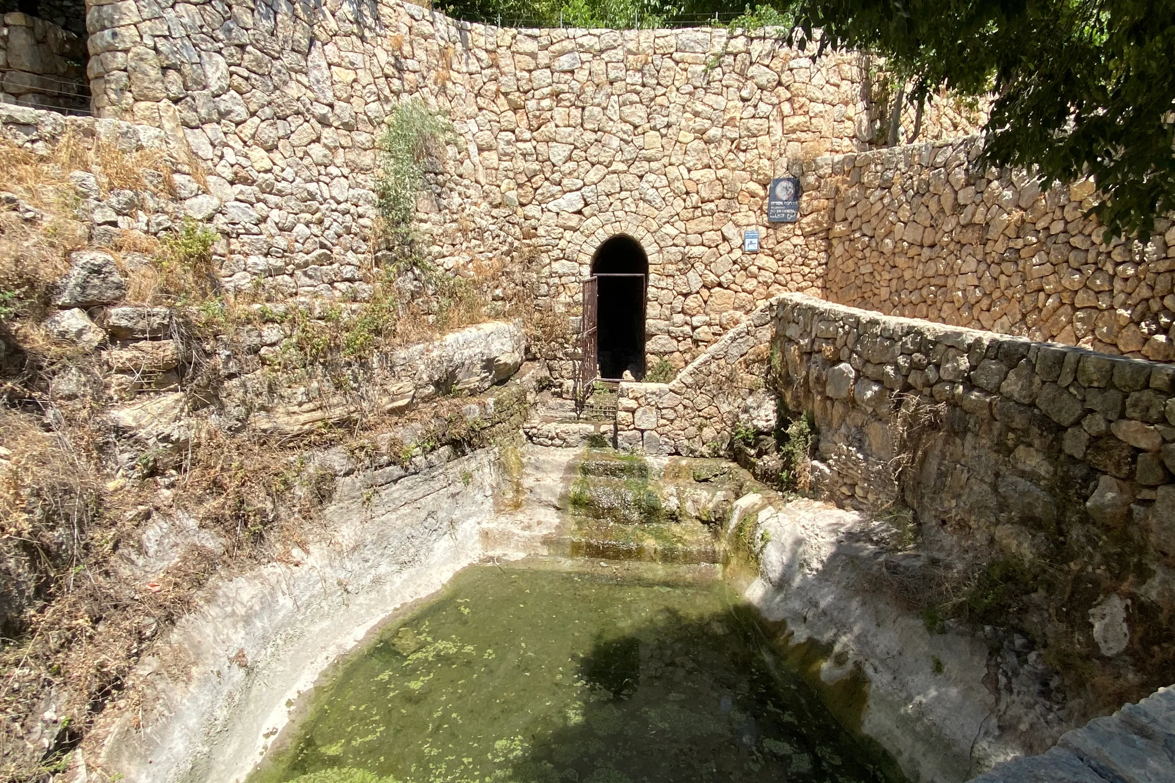 סטף