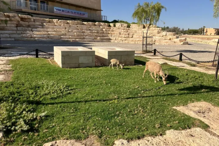 פולה