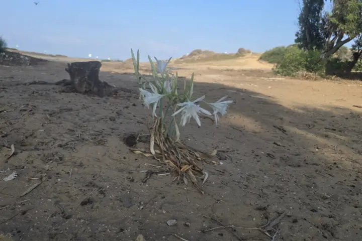 פרח בשמורת סידנא עלי הרצליה