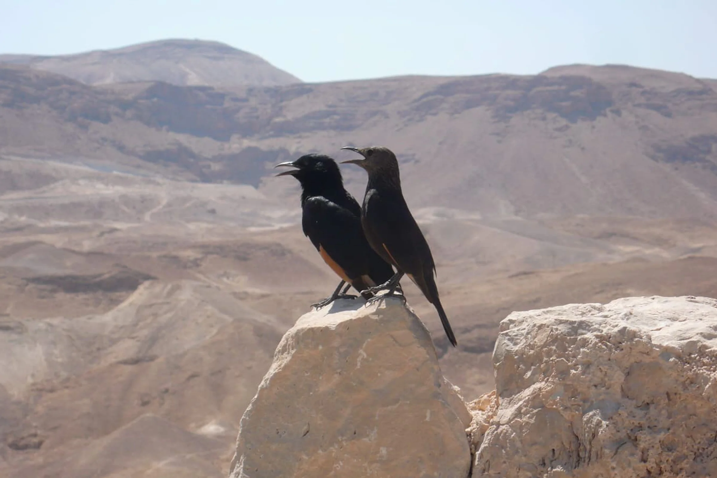 ציפורים מעל גיבה בקומראן
