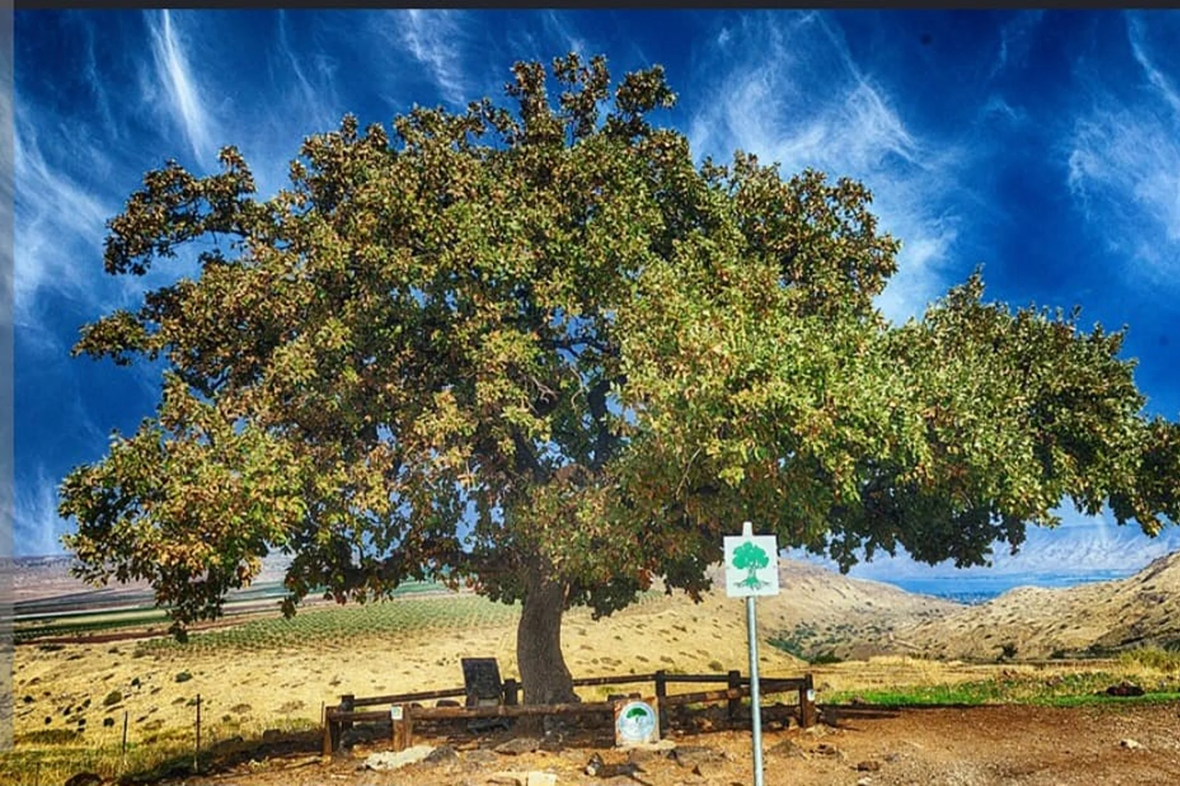 אלון בגליל התחתון