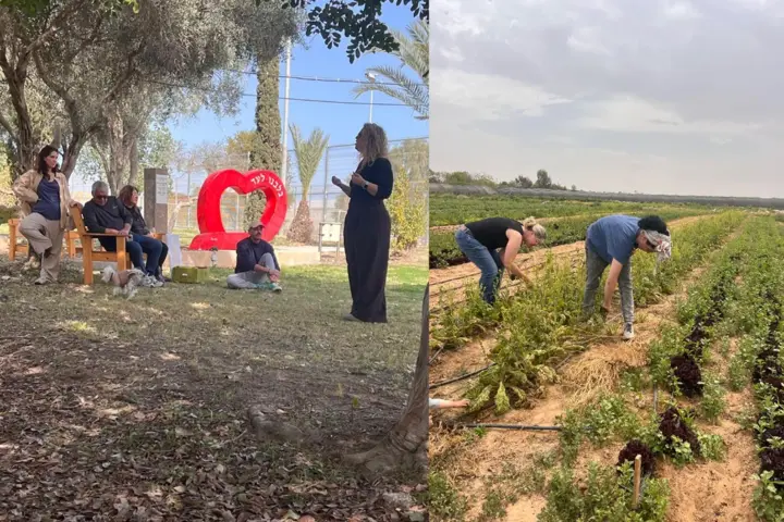 יתד