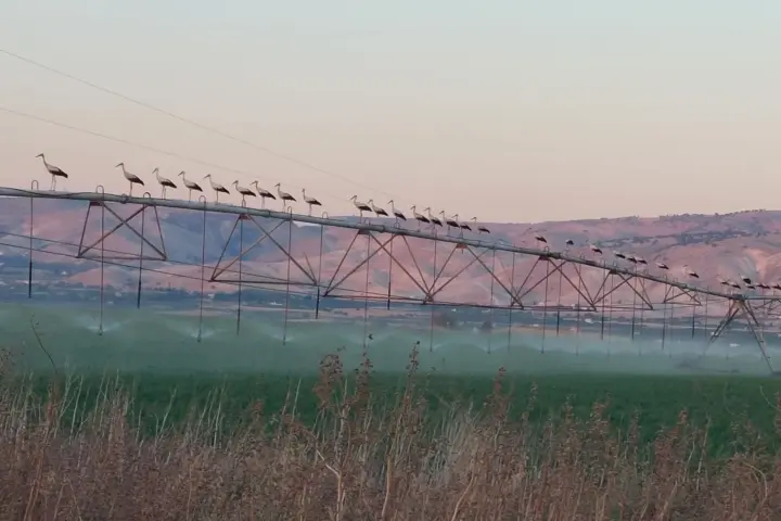 ציפורים על מכונת השקיה בקיבוץ טירת צבי